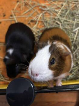 Rescue Guinea Pig Guinea Pigs for Adoption in Greece, New York - Spot & Sunny | PetCurious